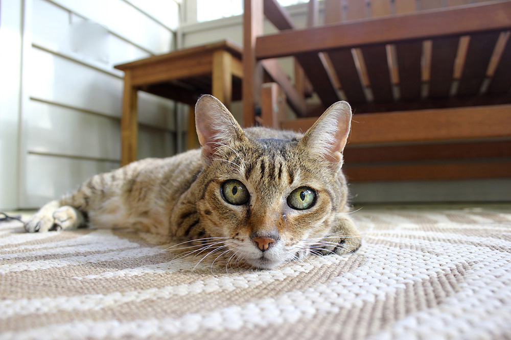 Les Chats De Race Ont Ils Une Sante Plus Fragile Que Les Autres Chats