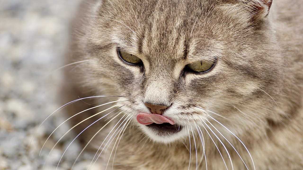 Boules De Poils Des Chats Comment Faire