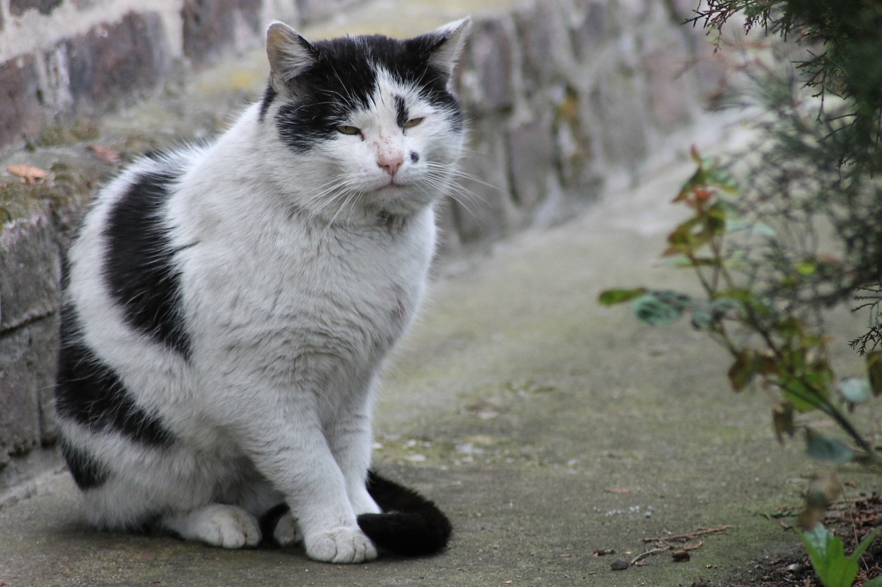 Vieillissement De Votre Chat Comment Vous Adapter Chiens