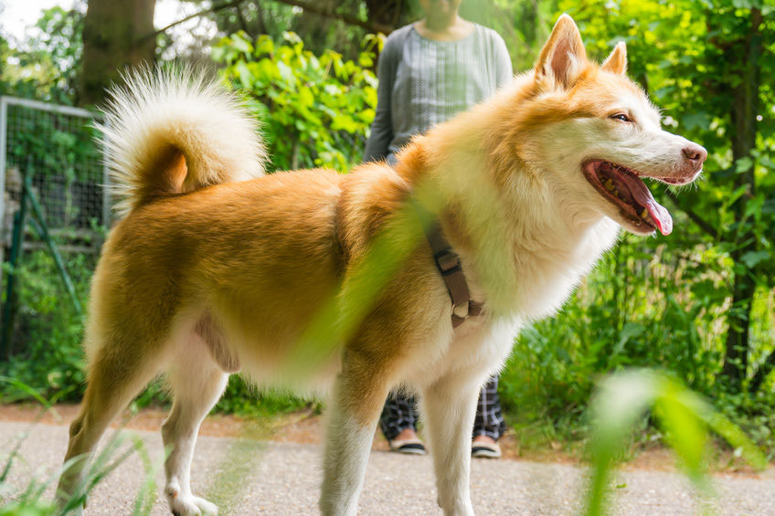 Berger Islandais Découvrez Cette Race De Chien