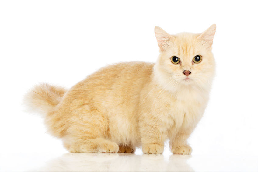 5 Races De Chats De Petites Tailles