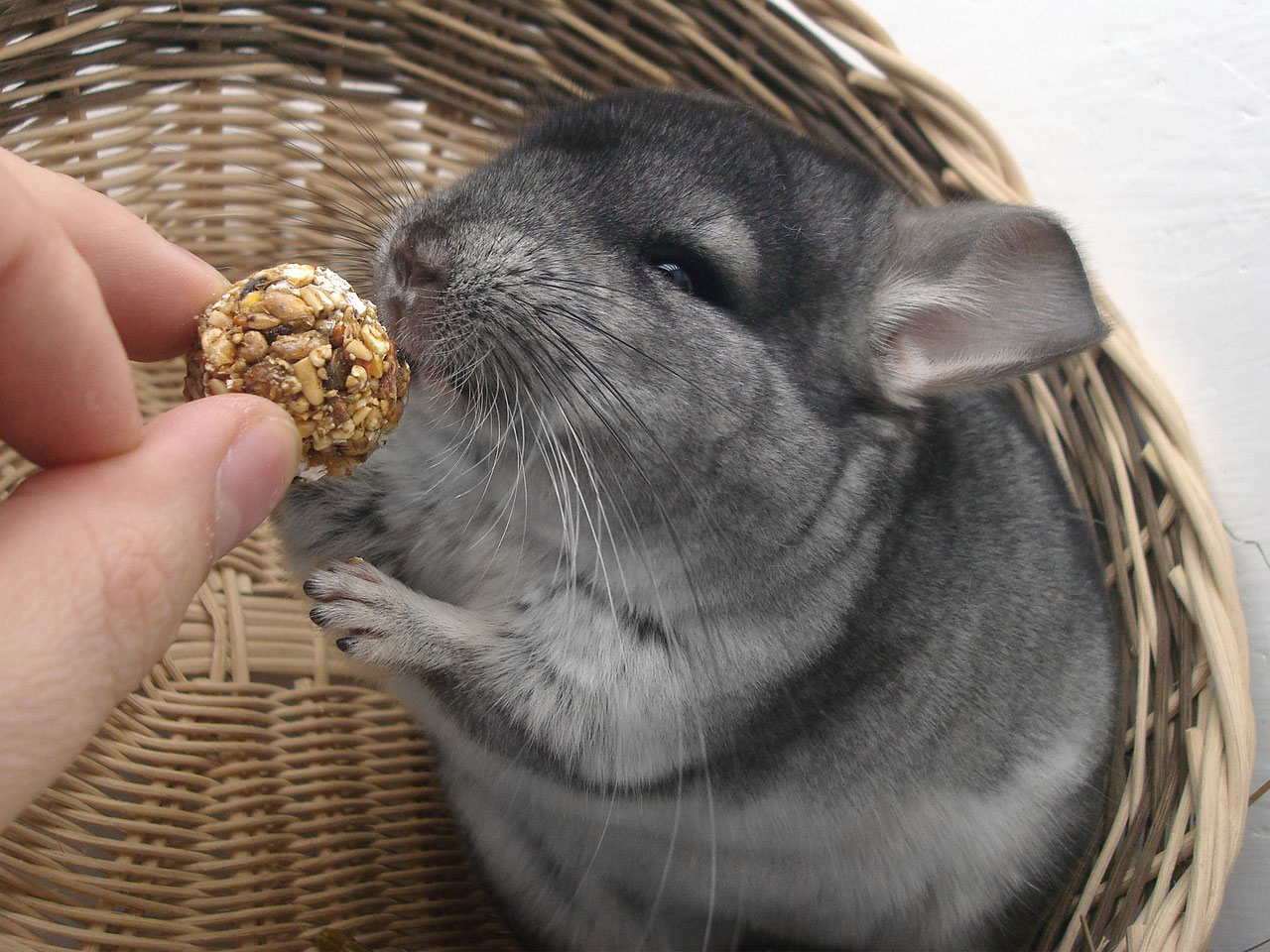 Chinchilla - Découvrez ce rongeur