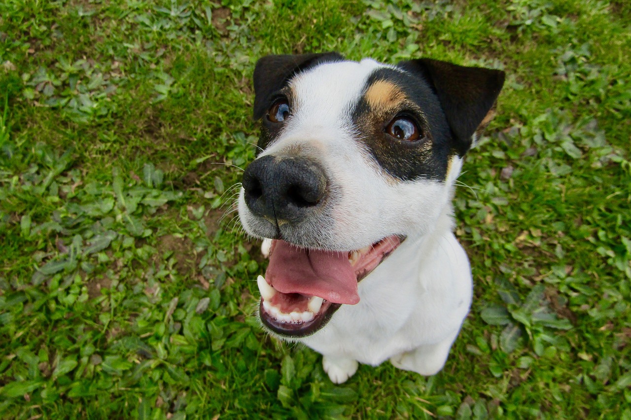 3 raisons d'adopter un Jack Russel