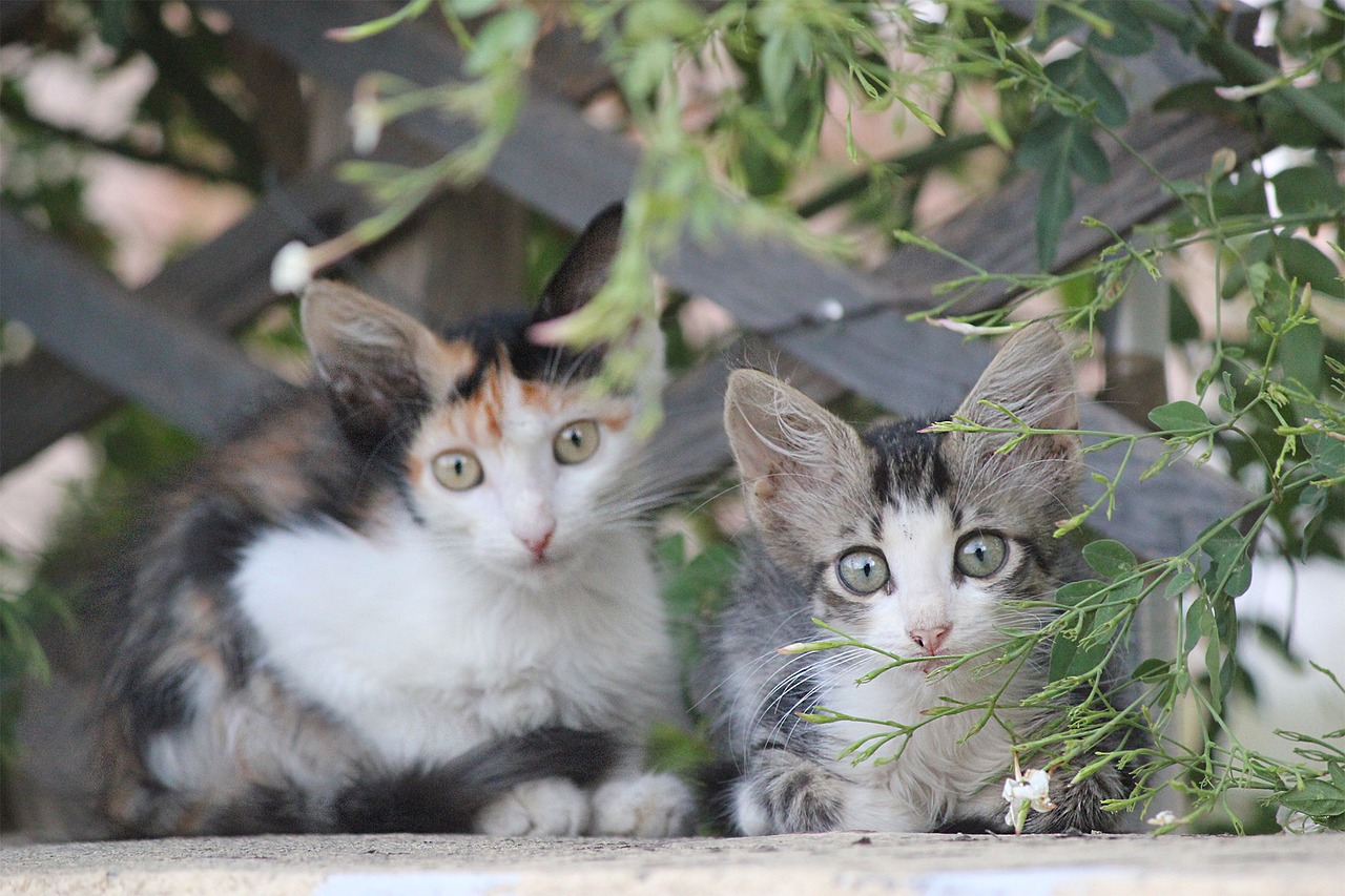 Nom De Chat Femelle Decouvrez Les Plus Populaires