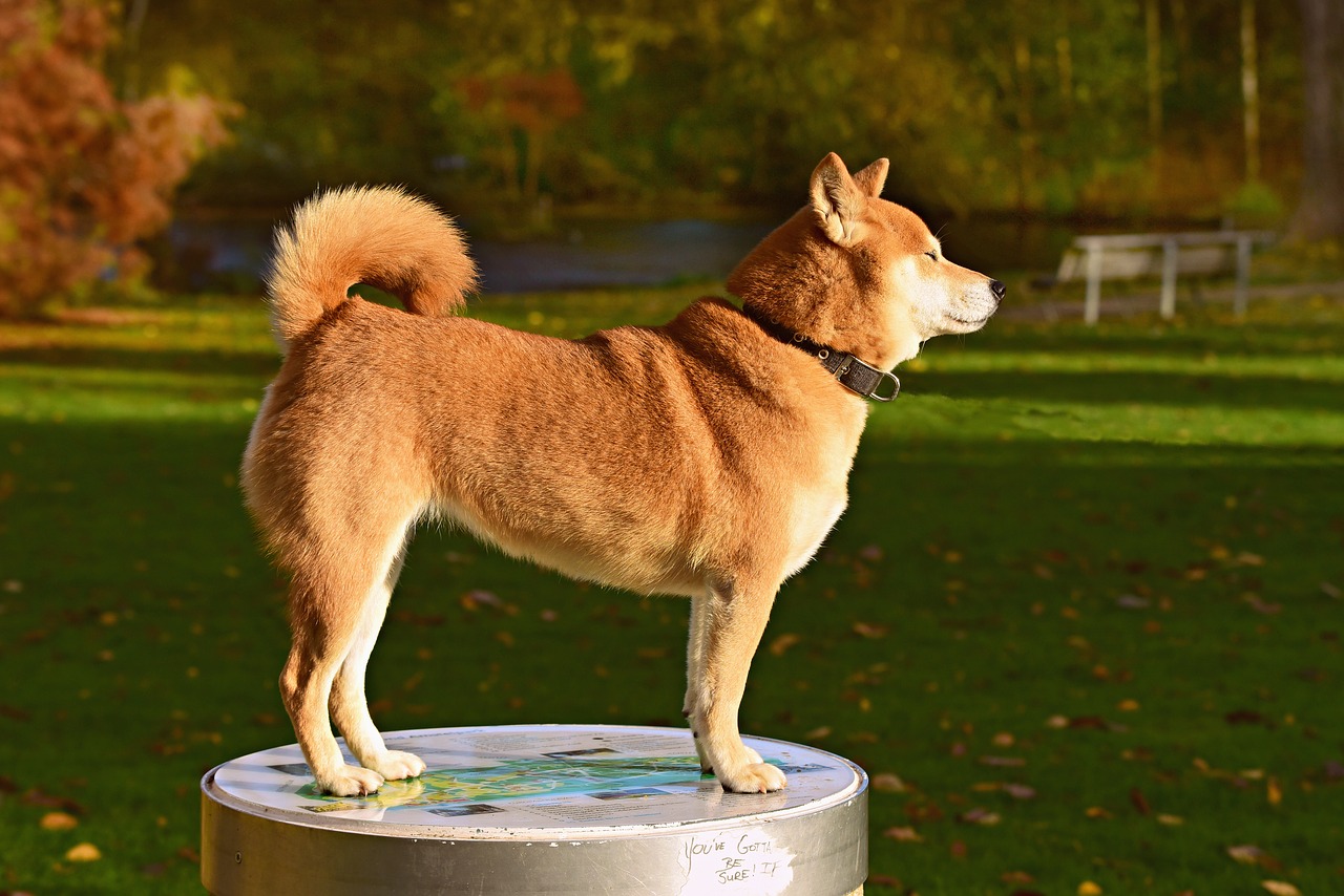 Shiba Inu Découvrez La Race De Chien