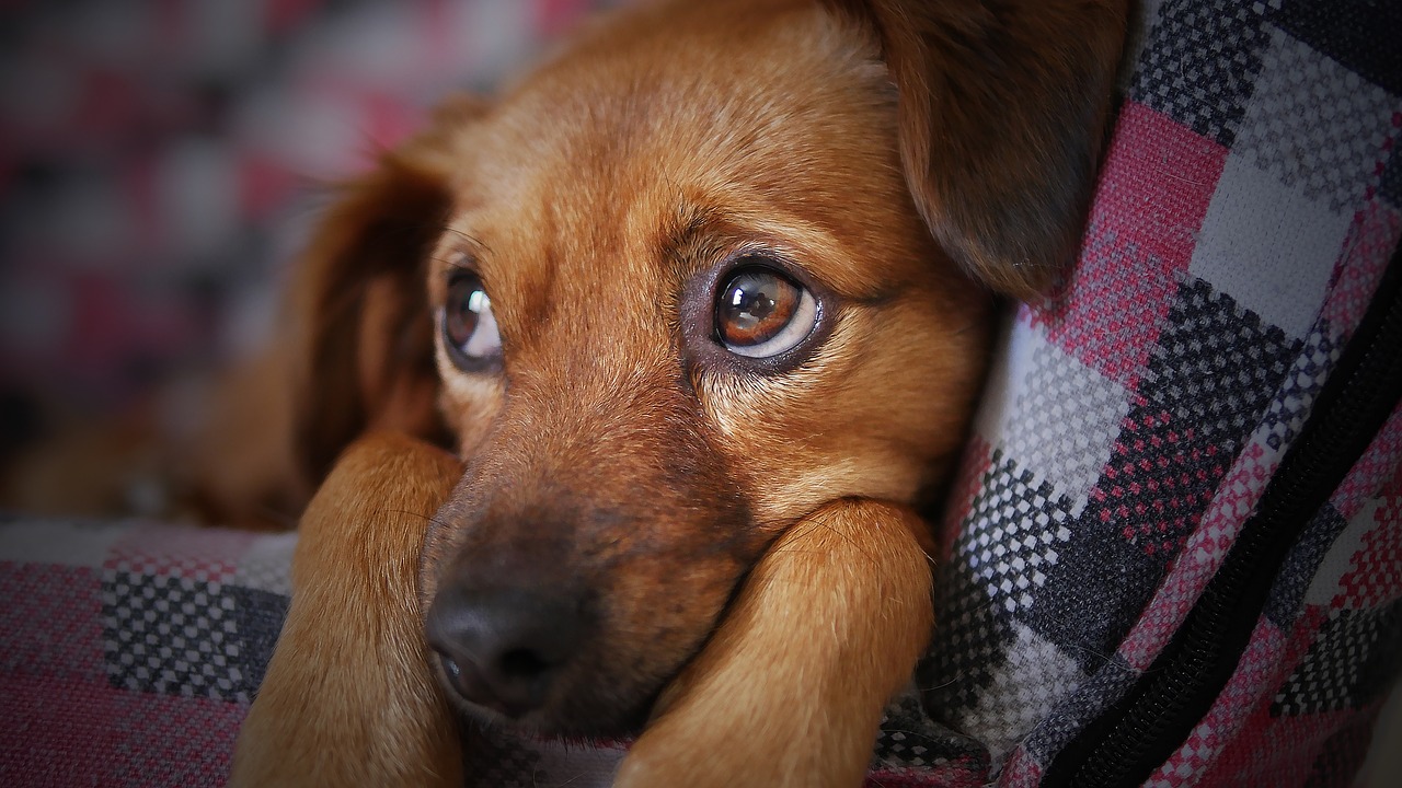 Quelle Race De Chien Choisir Selon Votre Signe Astrologique