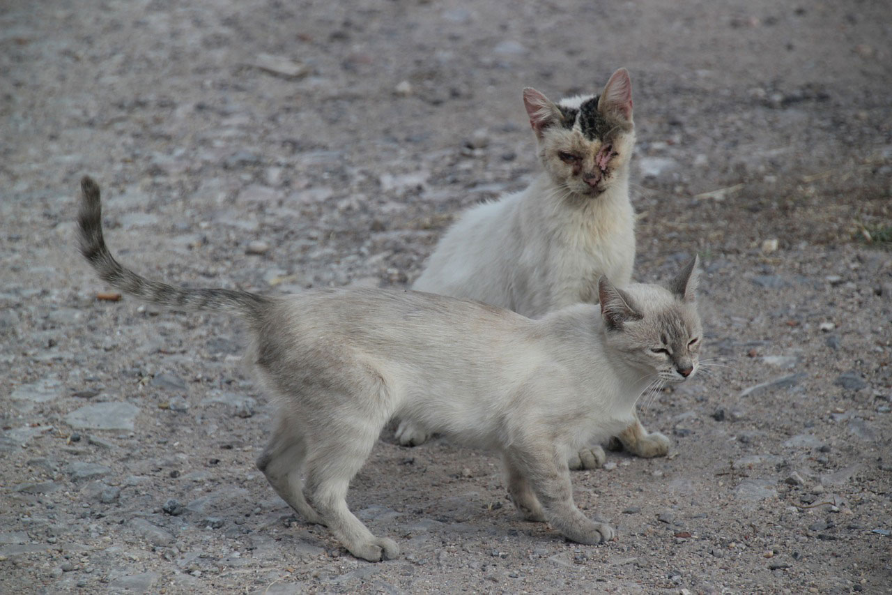 porteur chat