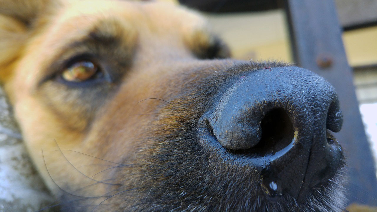 porteur chien