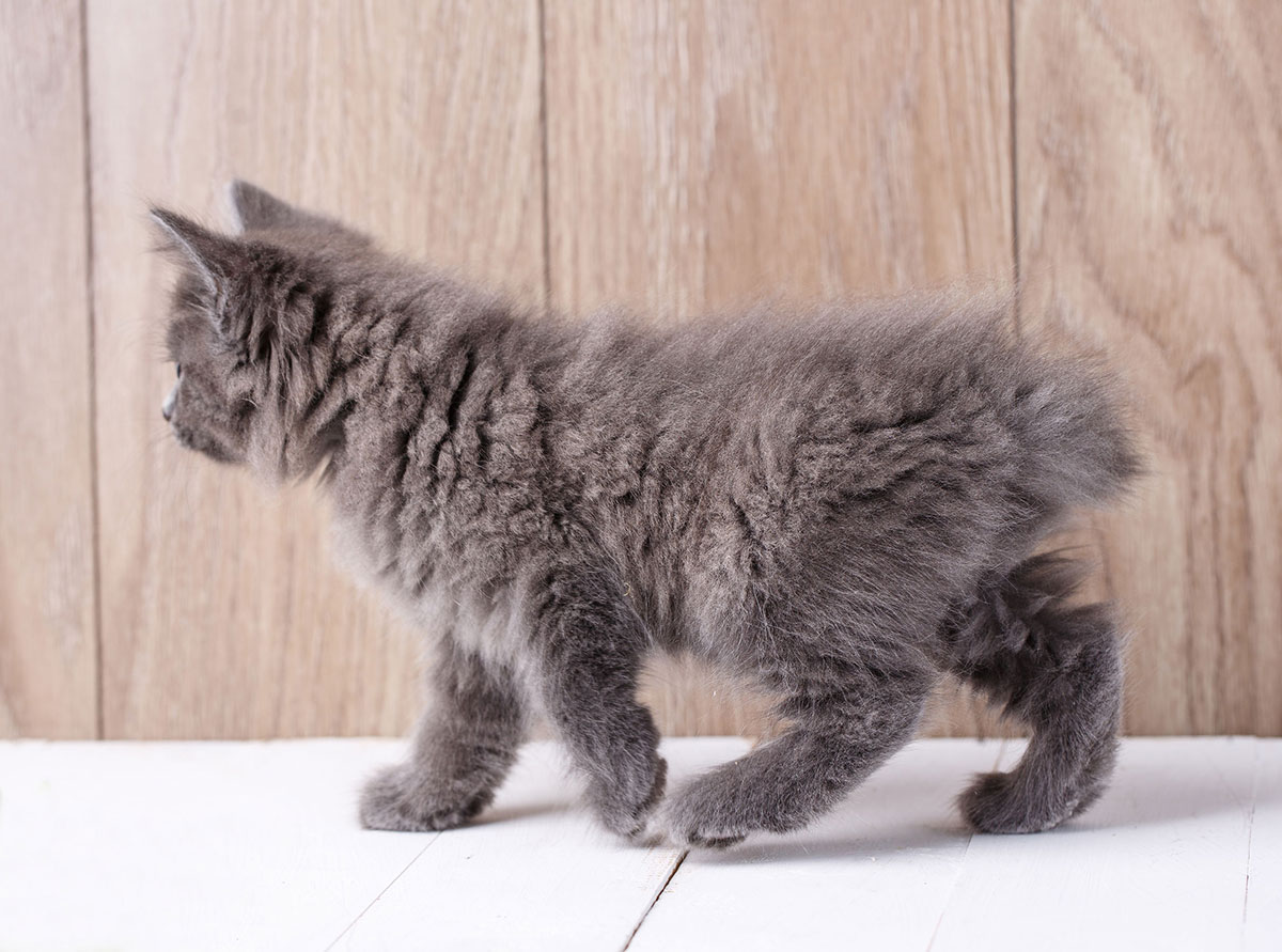 American Bobtail Tout Savoir Sur La Race De Chat