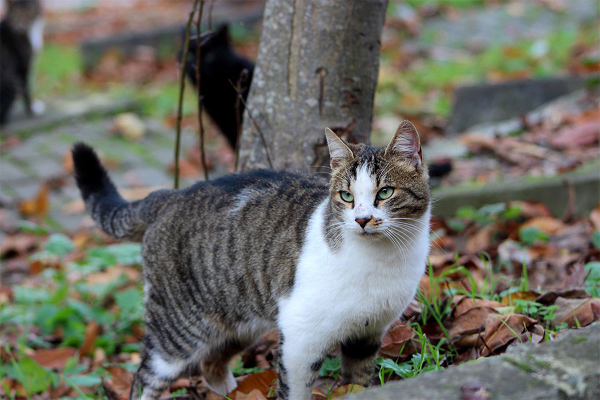 American Wirehair Tout Savoir Sur La Race De Chat