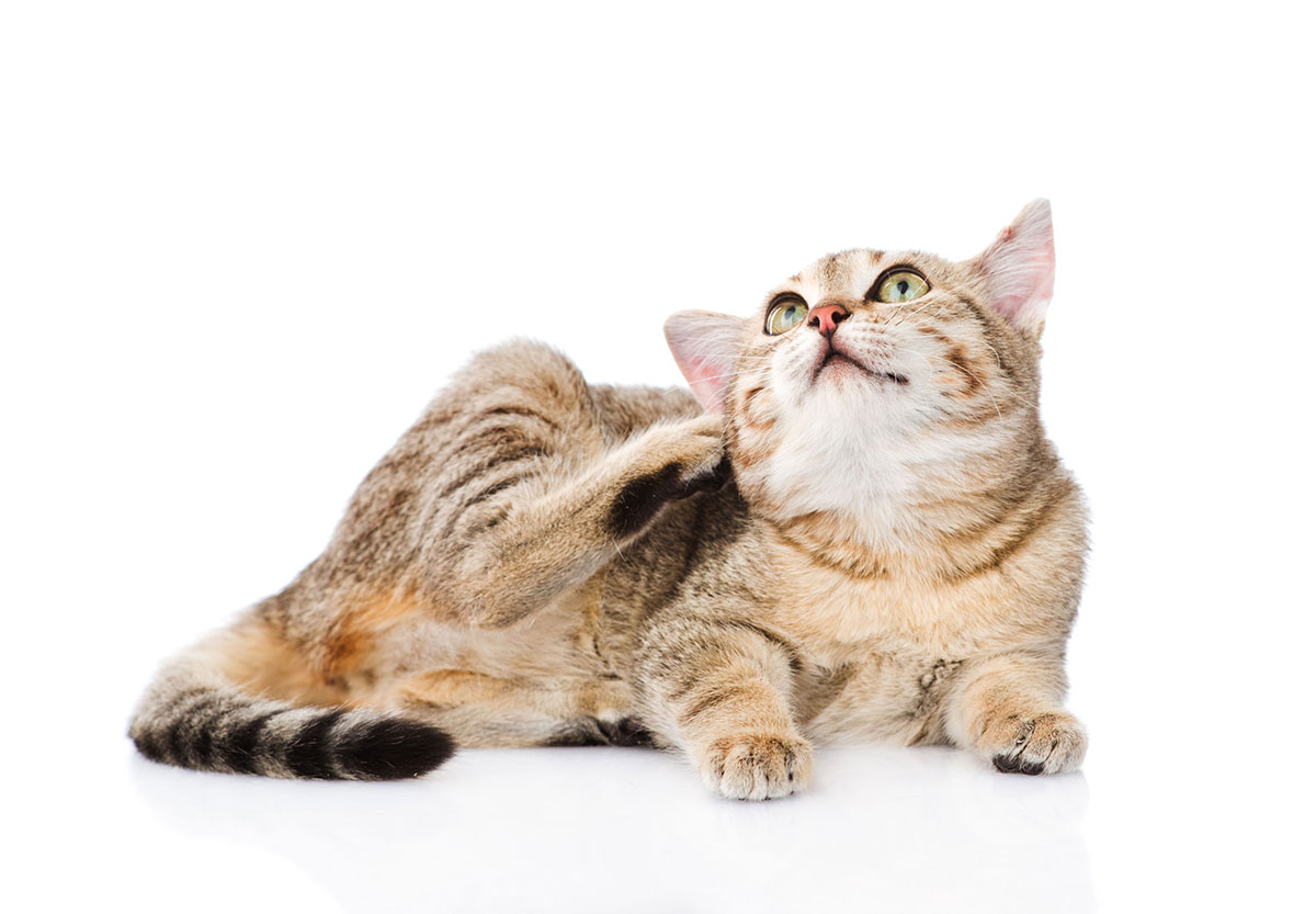 6 Traitements Anti Puces Naturels Et Efficaces Pour Les Chat