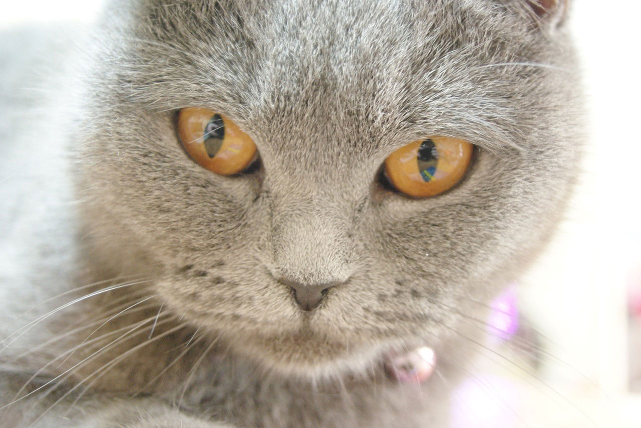 Chartreux Decouvrez La Race De Chat