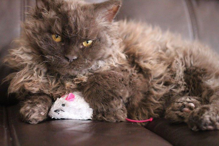 Selkirk Rex Decouvrez La Race De Chat