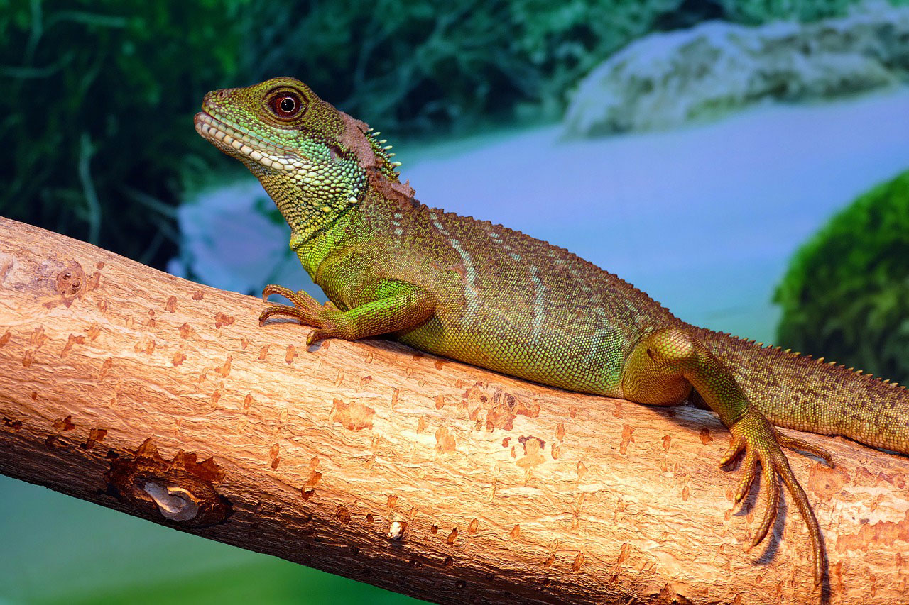 Le dragon d'eau Tout savoir sur ce lézard