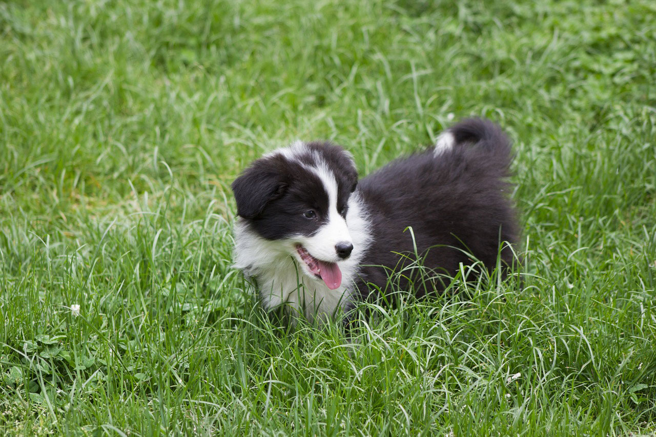 Chiot Border Collie Prix D Achat Et Conseils