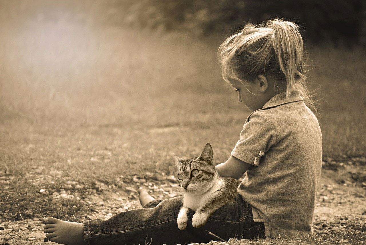 15 Races De Chats Ideales Avec Les Enfants