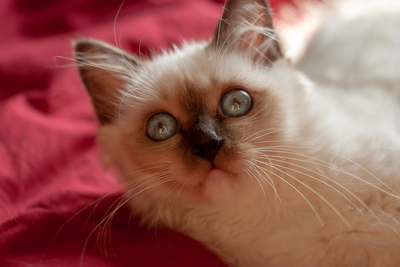 Sacre De Birmanie Decouvrez La Race De Chat