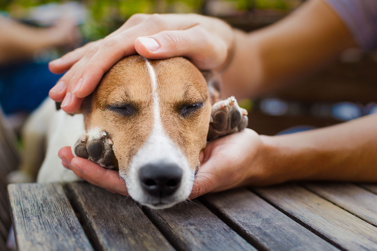 chien-qui-tremble-les-causes-et-solutions