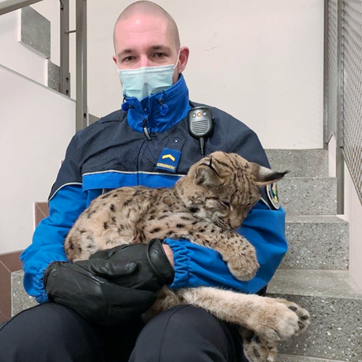 Sauvetage D Un Bebe Lynx Sur L Par La Police Vaudoise