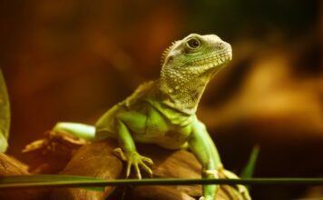 meilleurs lézards domestiques pour débuter