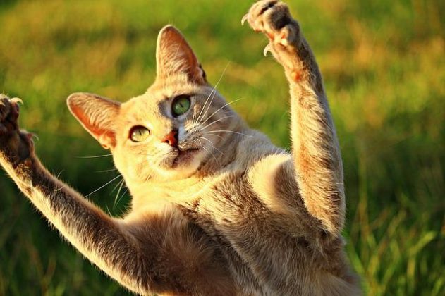 5 bons gestes en cas de griffure de chat ! - Animal.ch