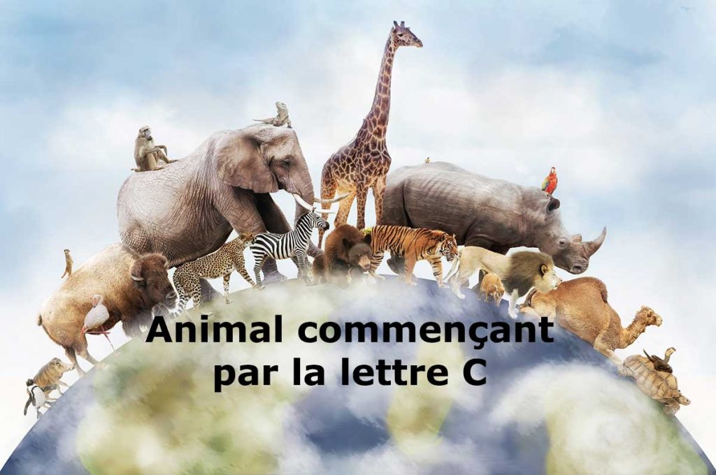 Animal En C Les Animaux Commençant Par La Lettre C Animalch