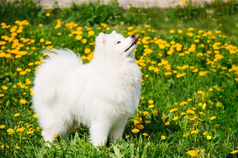 Quelles races de chien ont besoin d’aller souvent chez un toiletteur ?