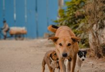 chien qui arrive à procréer