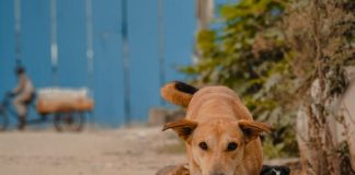 chien qui arrive à procréer