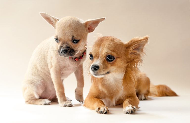 races de chien qui pèsent moins de 10 kilos