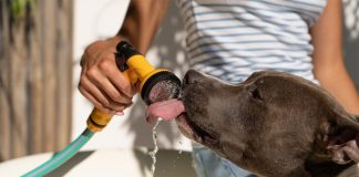 aider son chien à mieux supporter les fortes chaleurs