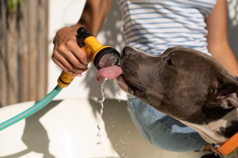 aider son chien à mieux supporter les fortes chaleurs