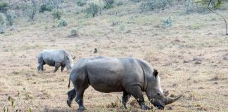 Animal en R : Les animaux commençant par la lettre R