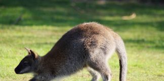 Animal en W : Les animaux commençant par la lettre W