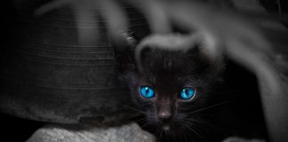 races de chats noir aux yeux bleus