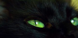 chats noirs aux yeux verts