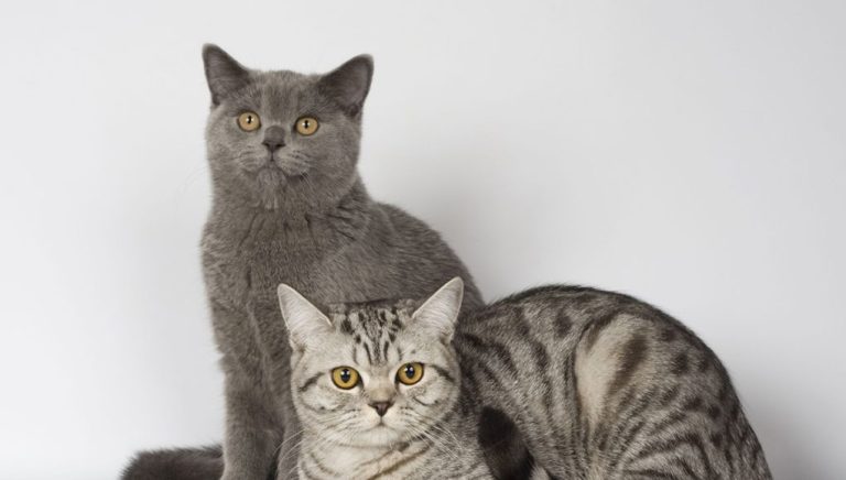 durée de vie d'un British Shorthair