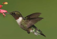 les plus beaux animaux au monde