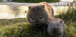 wombat defense