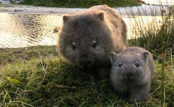 wombat defense