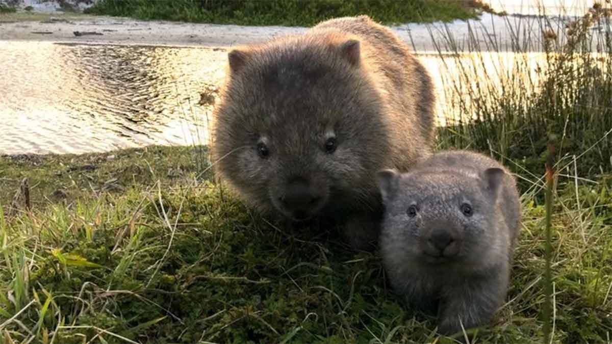 wombat defense