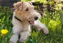 fox-terrier